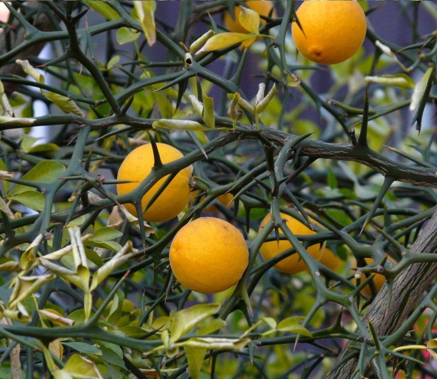 Naranjo Espinoso - Citrus Poncirus Trifoliata Flying Dragon