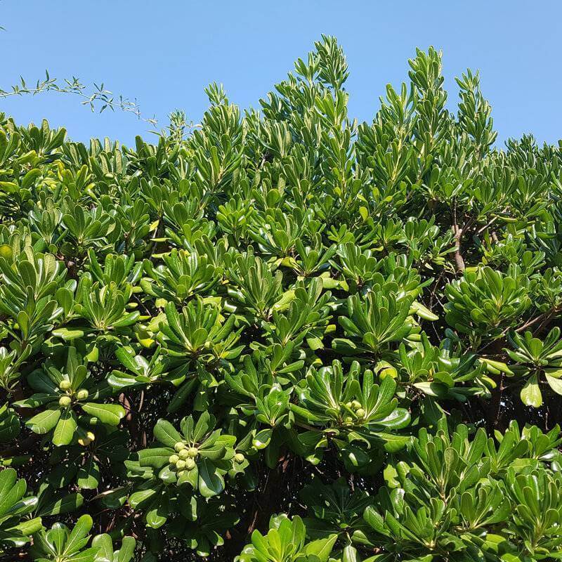 Pitòspor - Pittosporum Tobira
