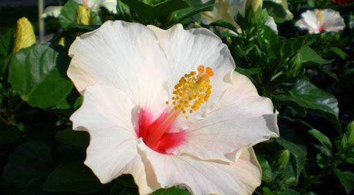 Hibisco - Hibiscus Rosa Sinensis