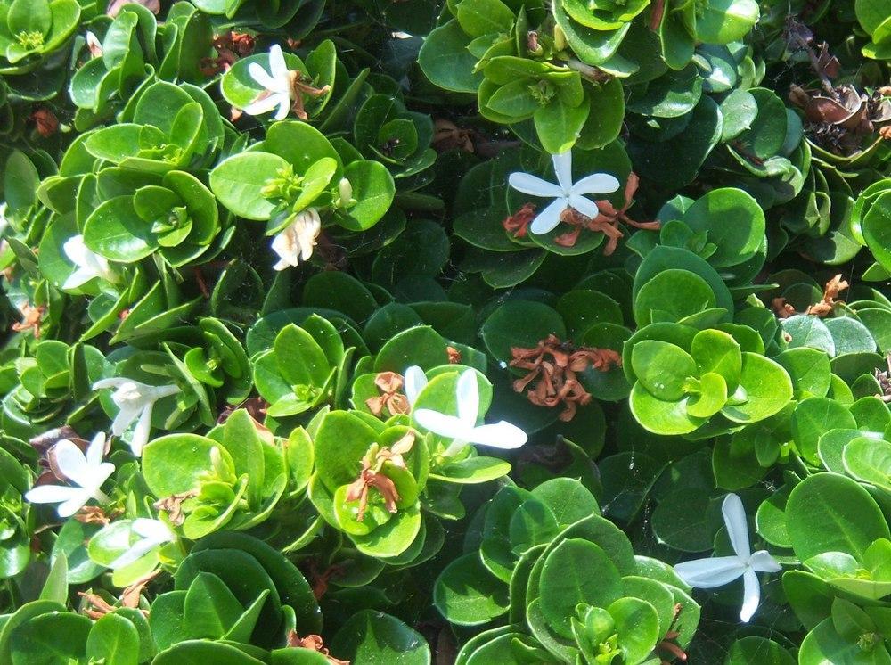 Cerezo De Natal - Carissa Macrocarpa