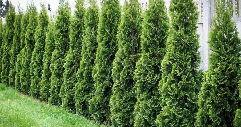 Tuya Gigante - Thuja Plicata