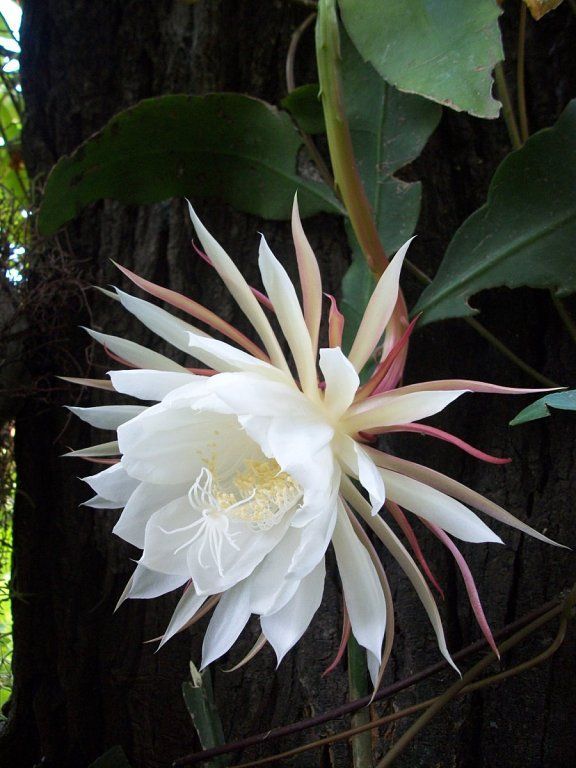 Galan De Noche - Cestrum Nocturnum (80/100CM)