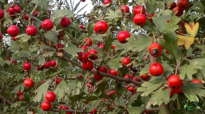 Acerolo - Crataegus Azarolus (80/110CM)