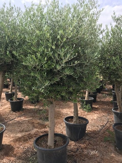 Olivo - Olea Europae