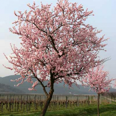 Almendro - Prunus Dulcus (90/150CM)