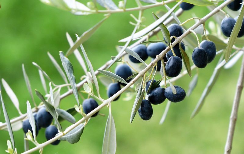 Olivo - Olea Europae