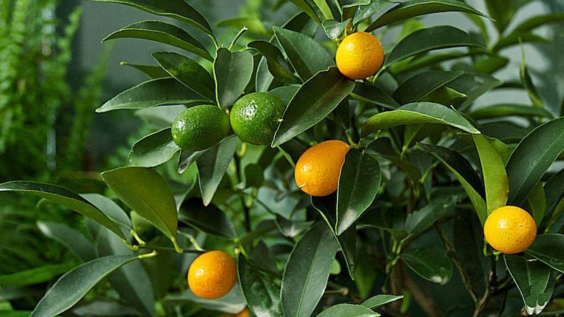 Kumquat - Citrus Japonica (70/100CM)