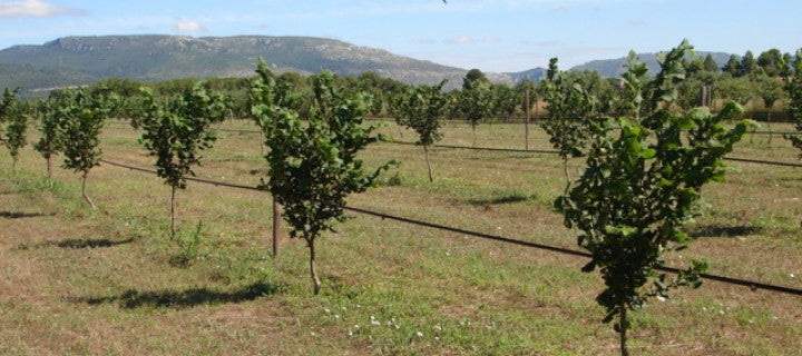 Avellano - Corylus Avellana (90/130CM)