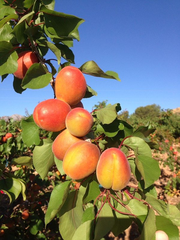 Albaricoquero - Prunus Armeniaca (90/120CM)