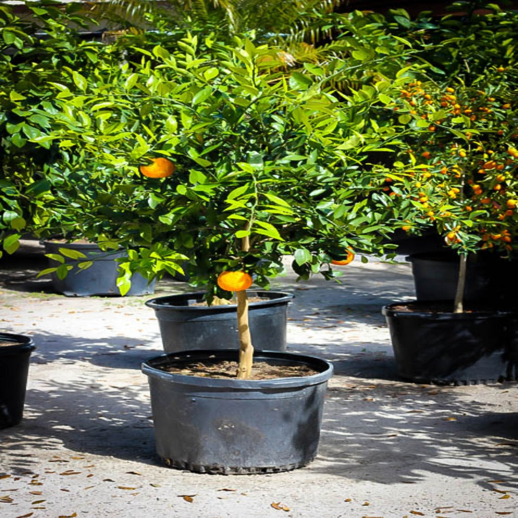 Mandarino - Citrus Reticulata (80/120CM)