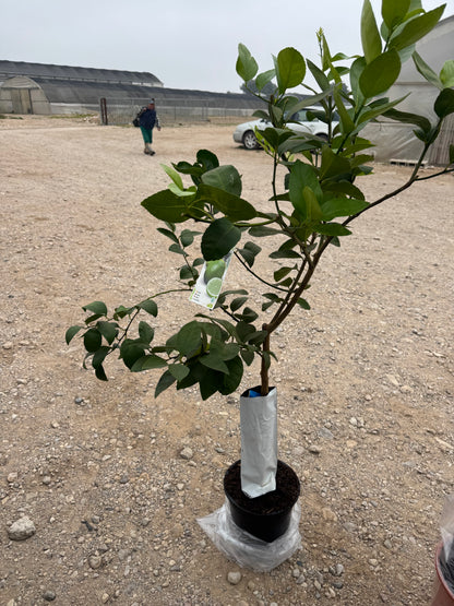 Lima Bears - Citrus Latifolia (80/110cm)