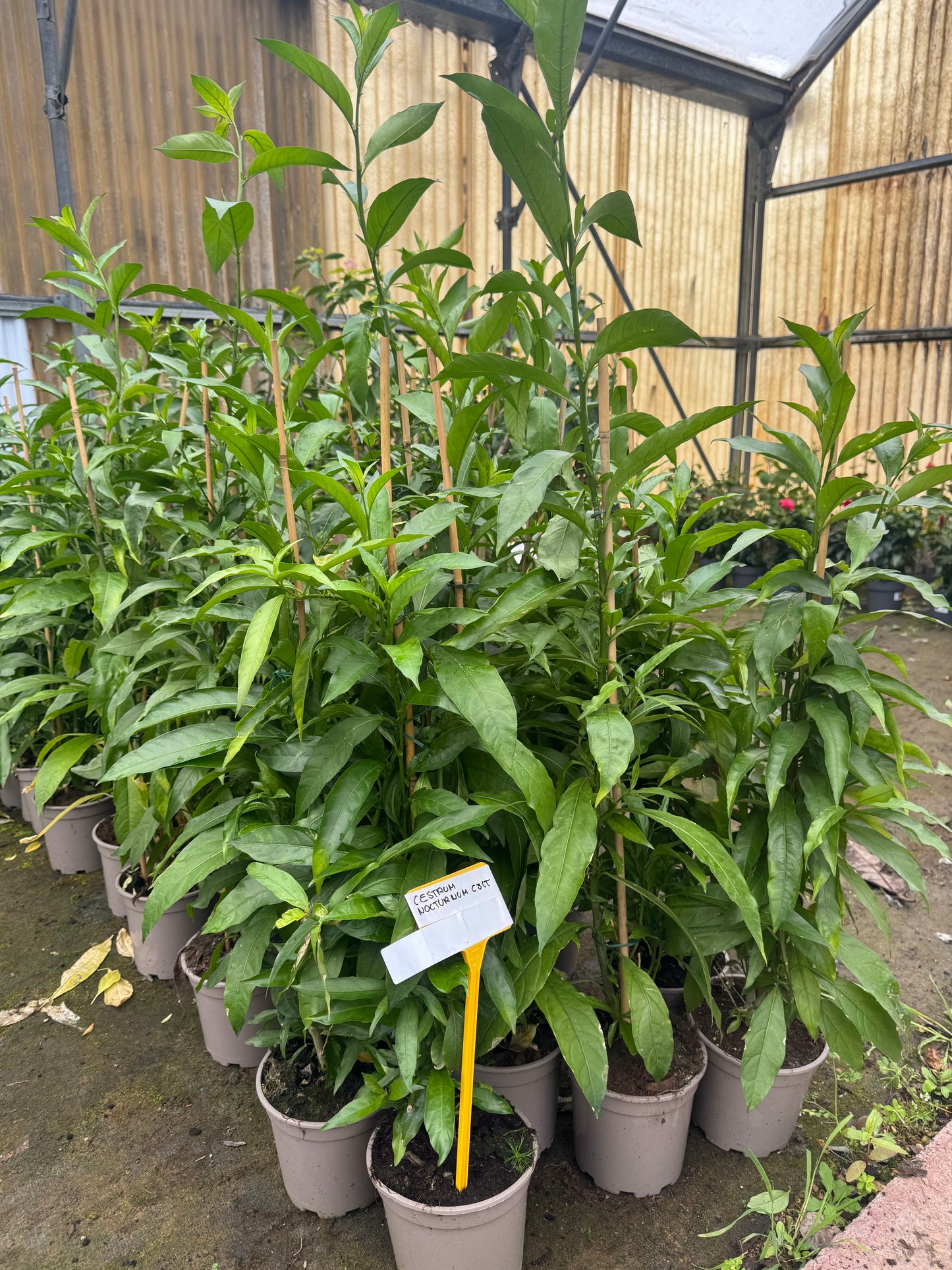 Galan De Noche - Cestrum Nocturnum (80/100CM)