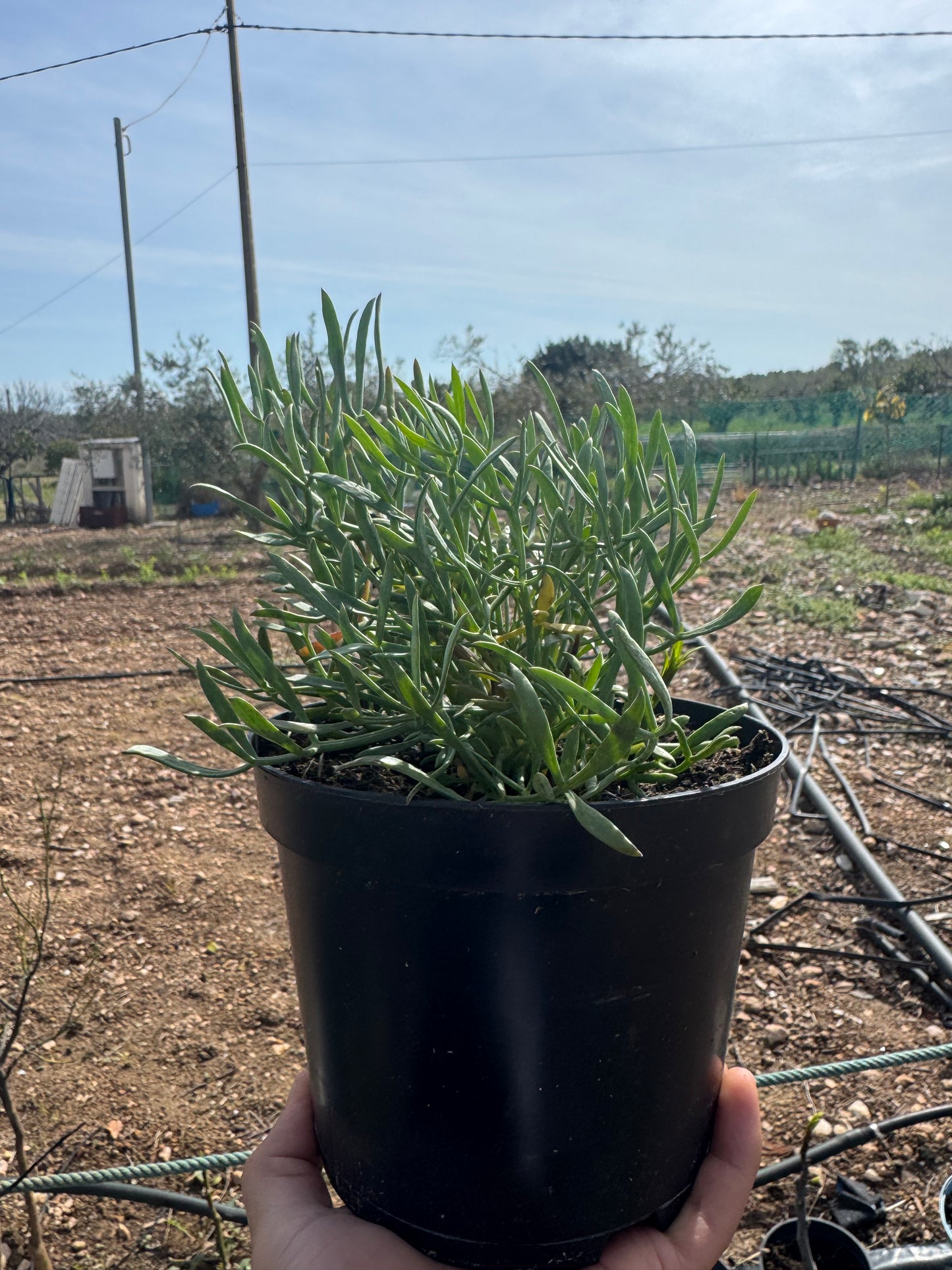 Hinojo Marino - Crithmum Maritimum