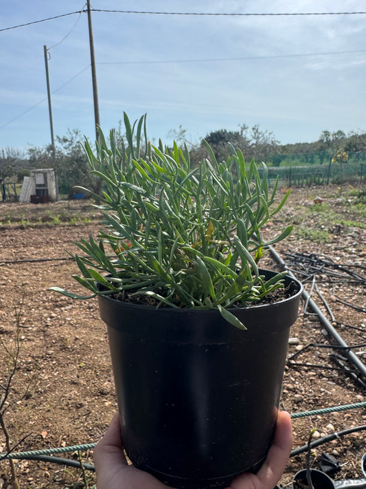 Hinojo Marino - Crithmum Maritimum