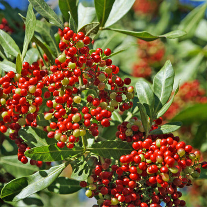 Pimentero Brasileño - Schinus Terebinthifolius