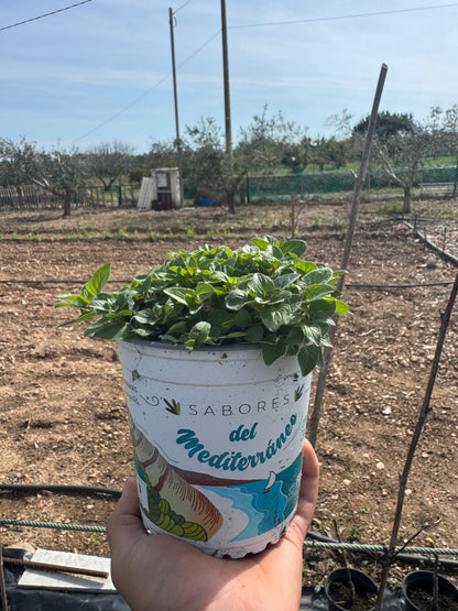 Oregano - Origanum Vulgare