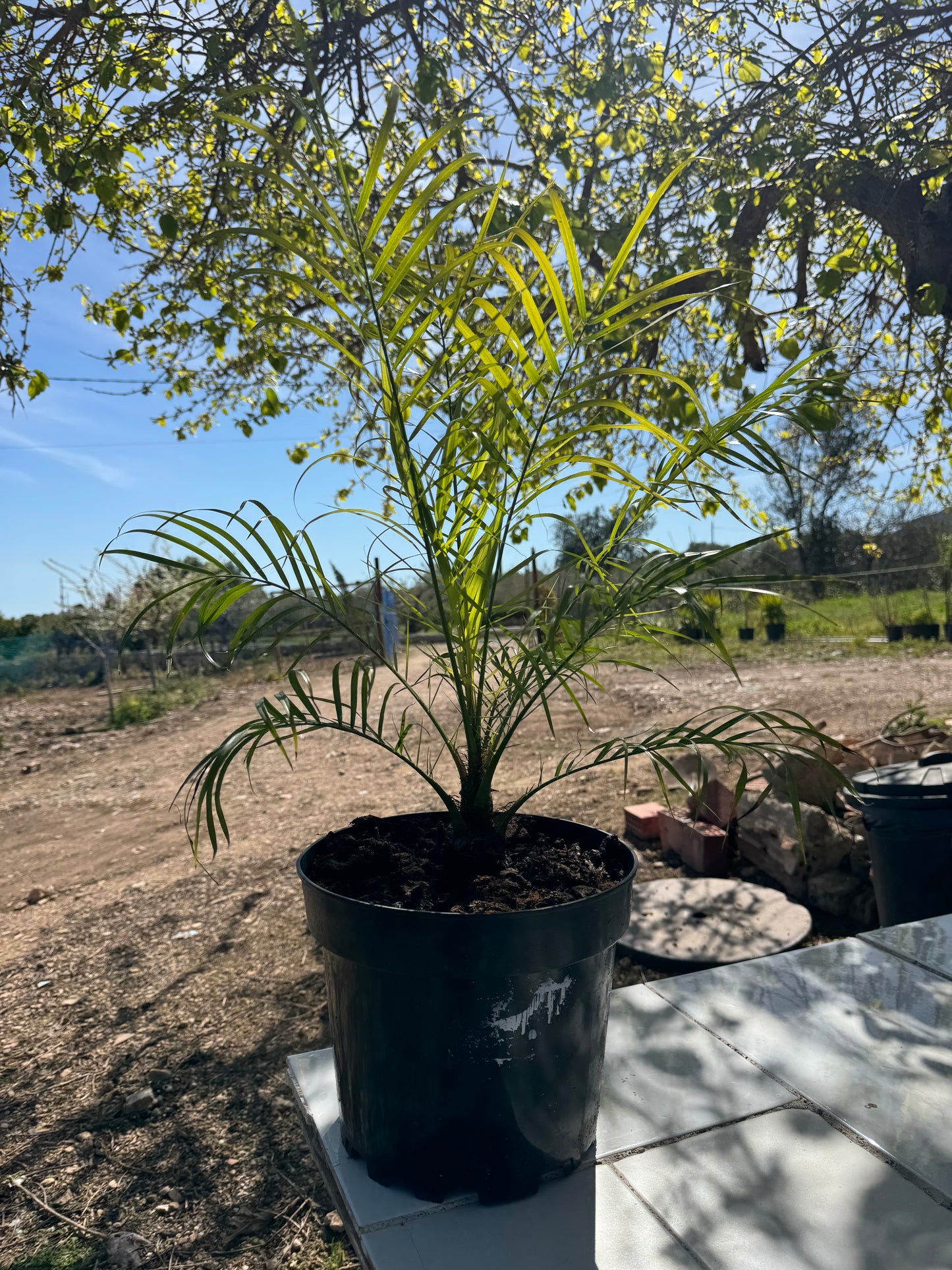 Palmera Enana - Phoenix Roebelenii