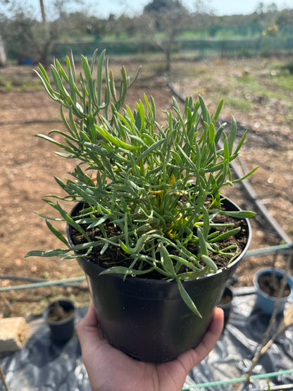 Hinojo Marino - Crithmum Maritimum