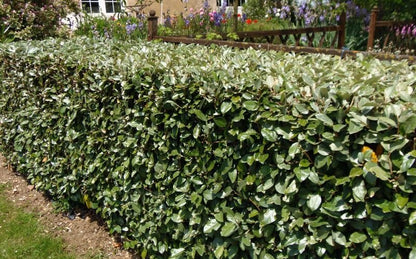 Eleagno - Elaeagnus x Ebbingei Compacta