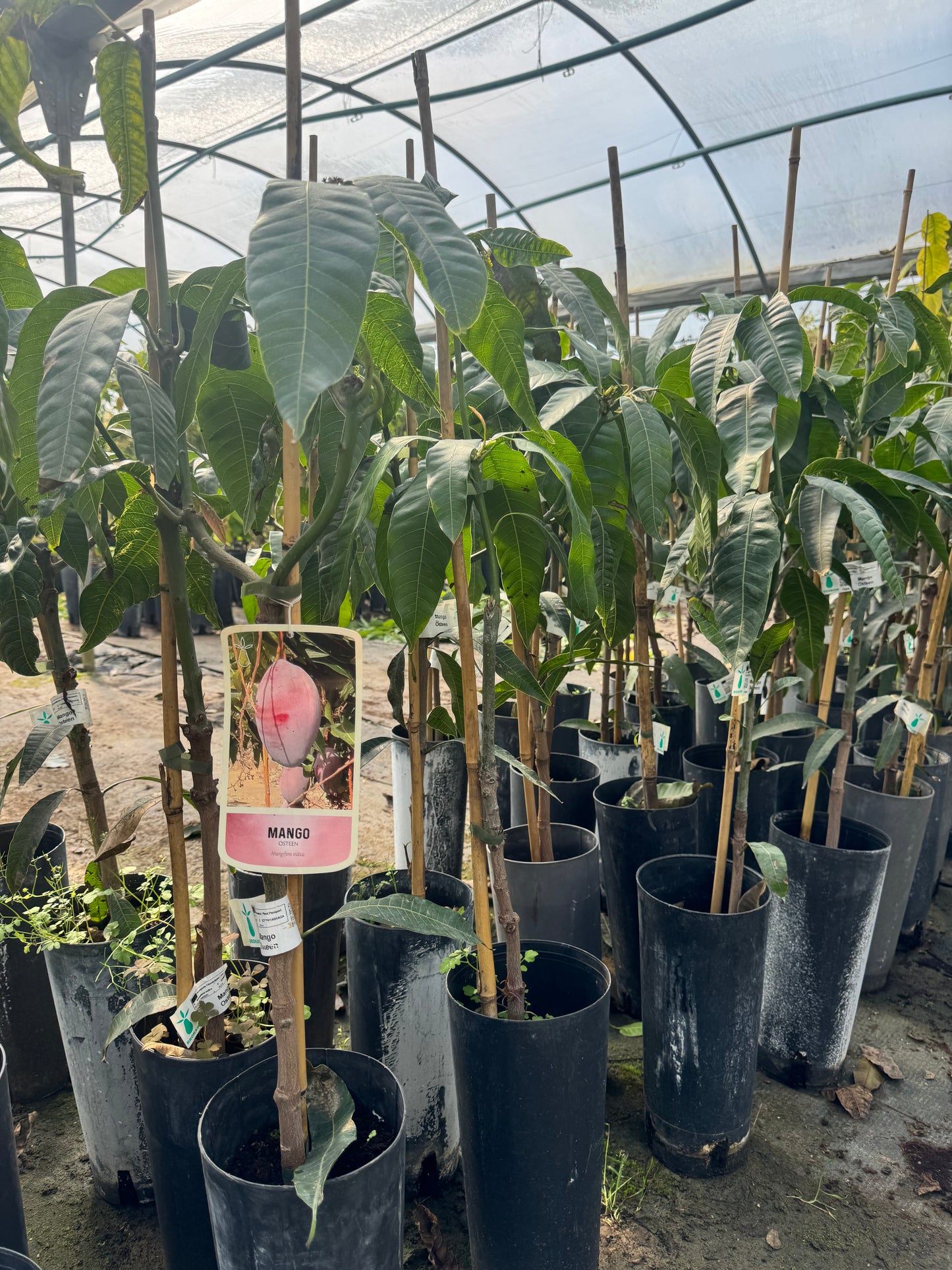 Mango - Mangifera Indica (90/110CM)