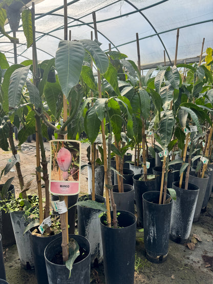 Mango - Mangifera Indica (90/110CM)