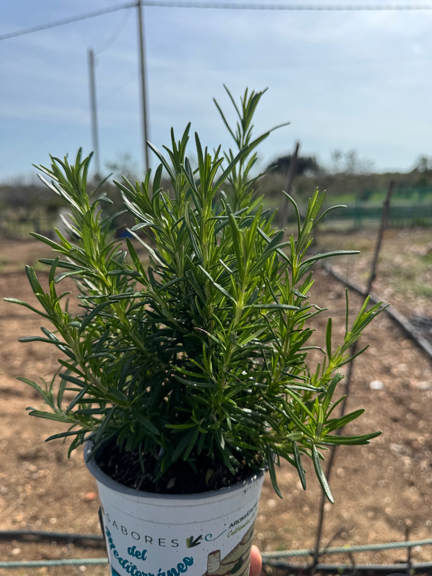 Romero - Rosmarinus Officinalis