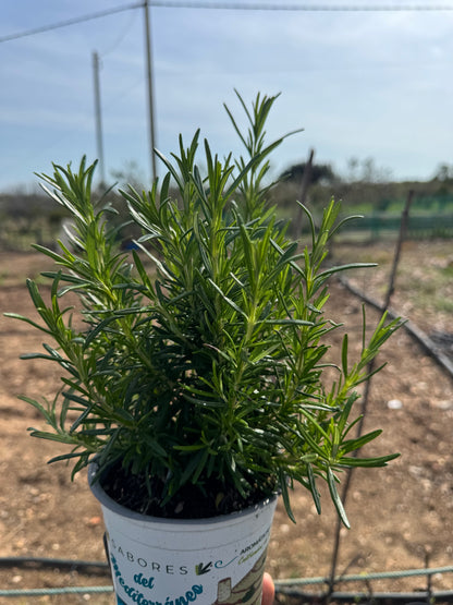 Romero - Rosmarinus Officinalis