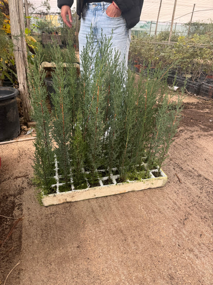 Cipres - Cupressus Semperviren