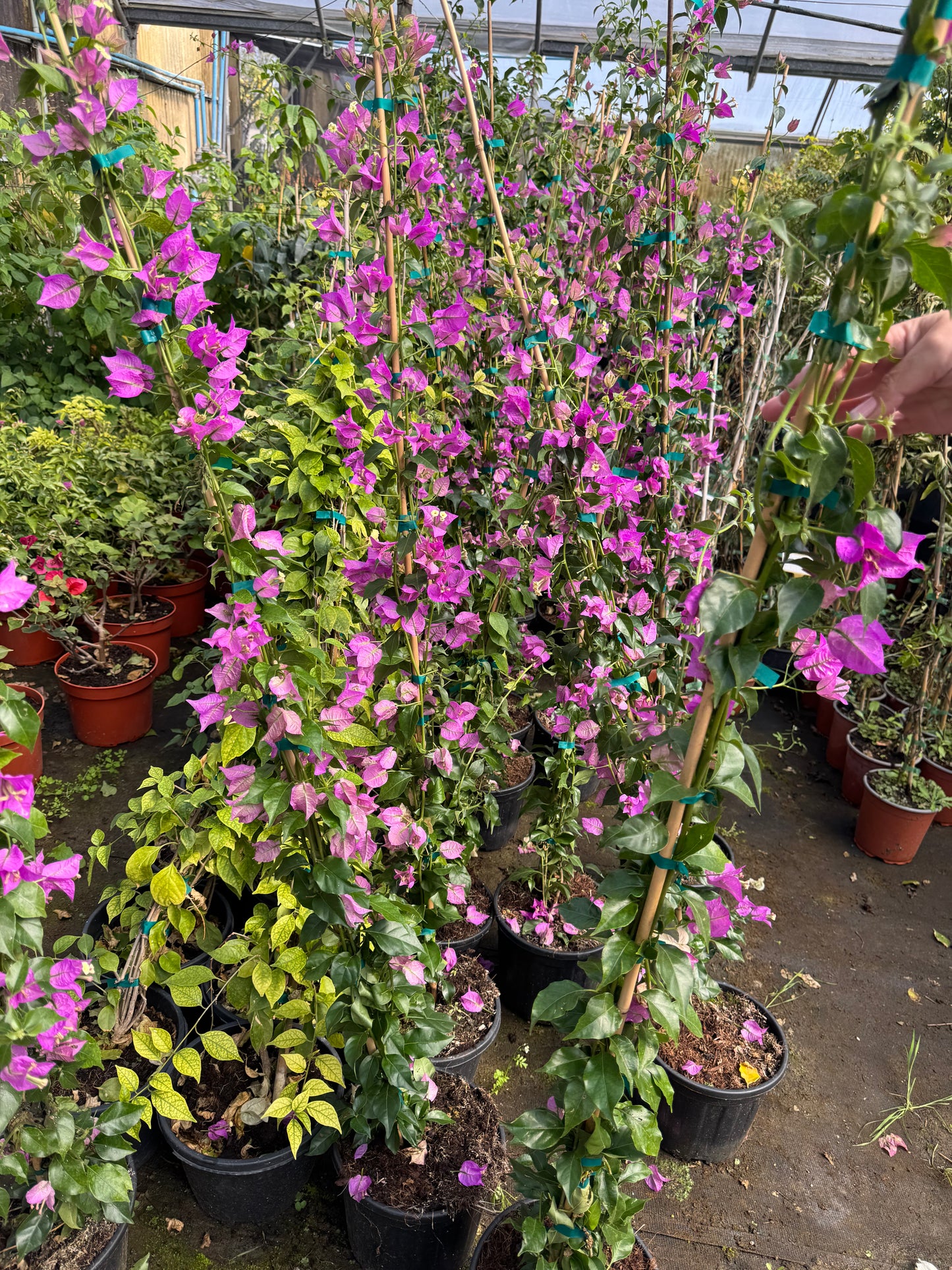 Buganvilla - Bougainvillea Sanderiana