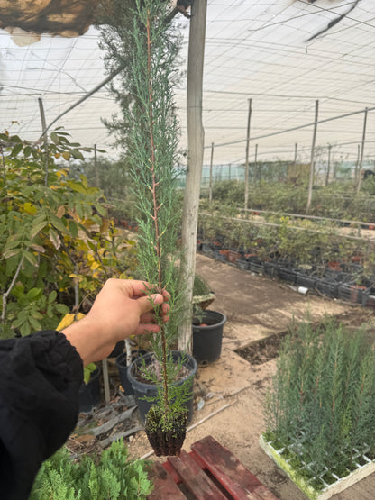 Cipres - Cupressus Semperviren