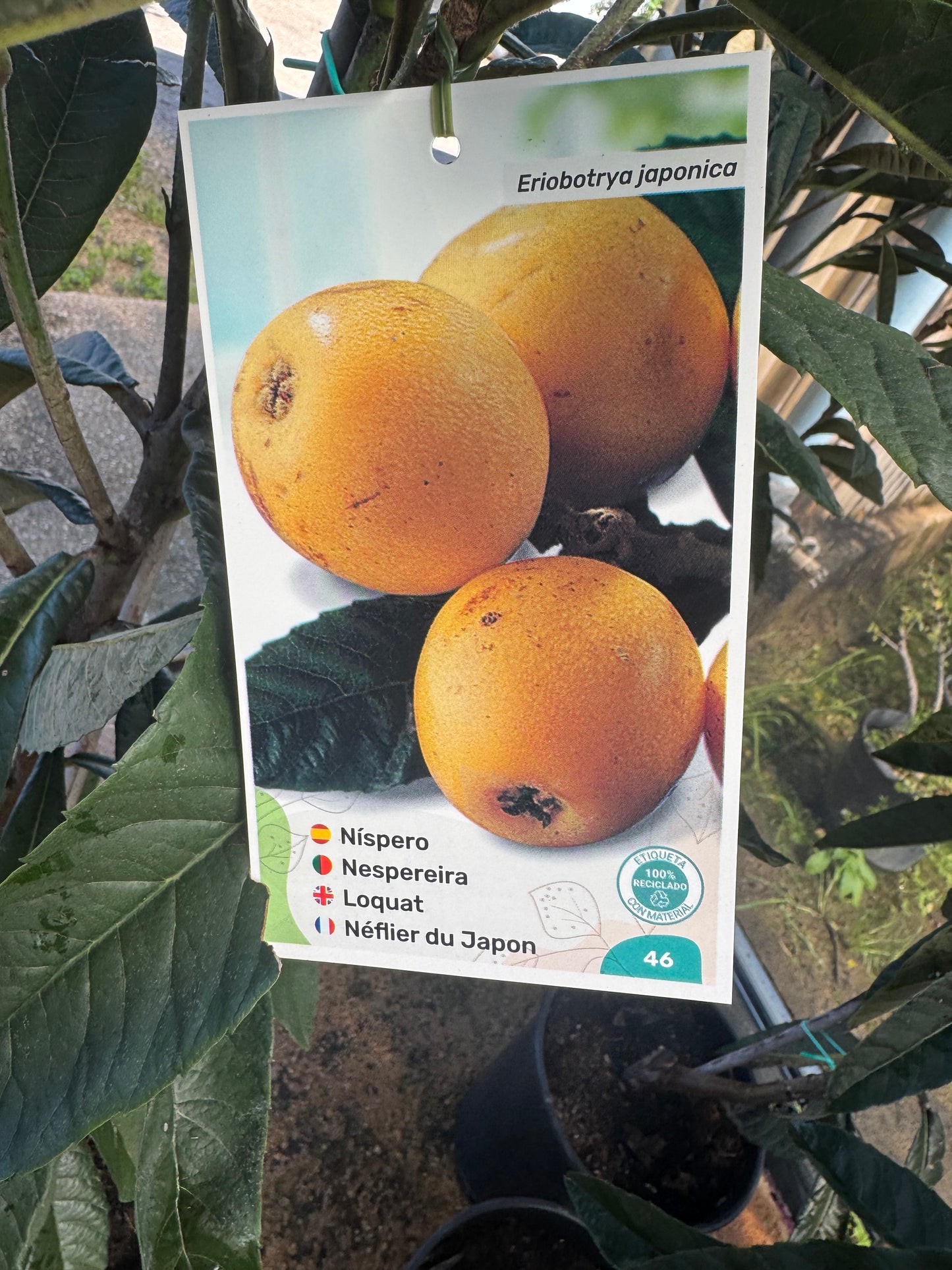 Níspero - Eriobotrya Japonica (90/150CM)