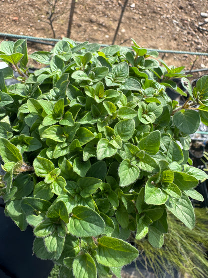 Oregano - Origanum Vulgare