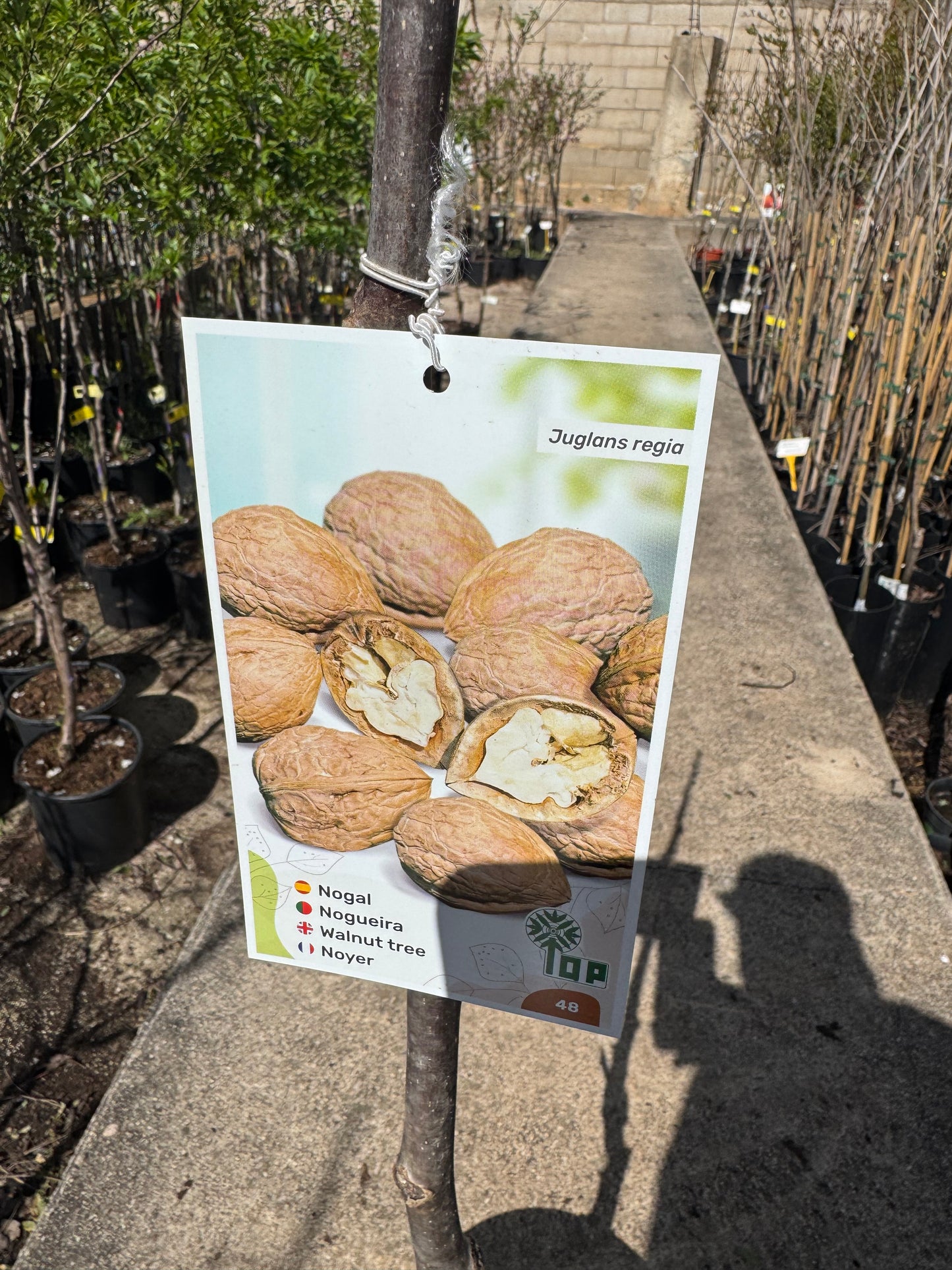 Nogal - Juglans Regia
