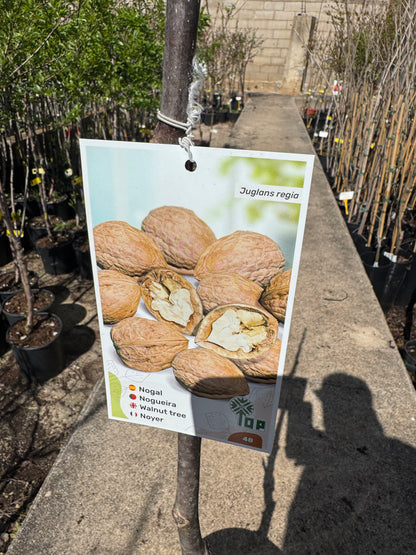 Nogal - Juglans Regia