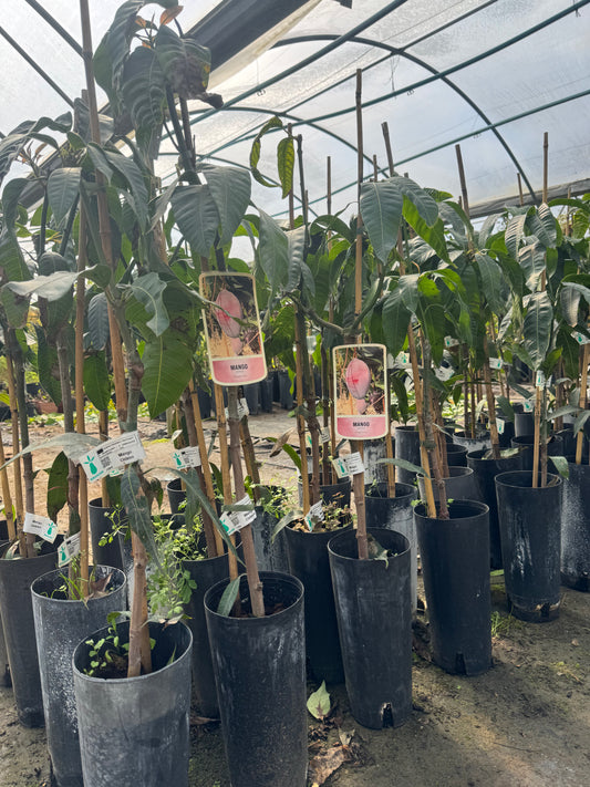 Mango - Mangifera Indica (90/110CM)