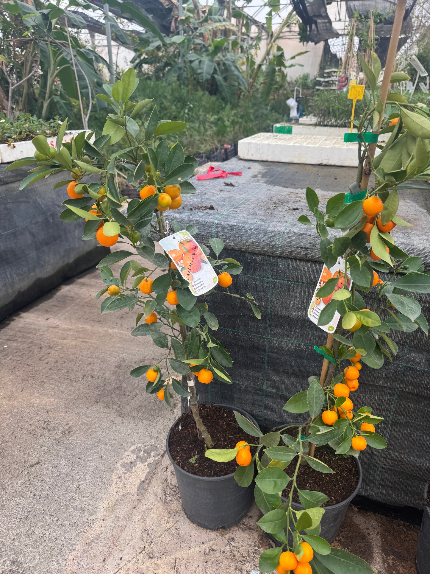Calamondín - Citrofortunella (100/130CM)