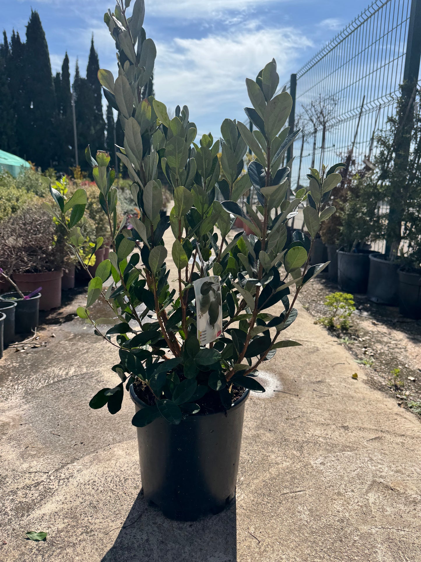 Feijoa - Acca Sellowiana (90/110CM)