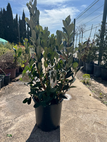 Feijoa - Acca Sellowiana (90/110CM)