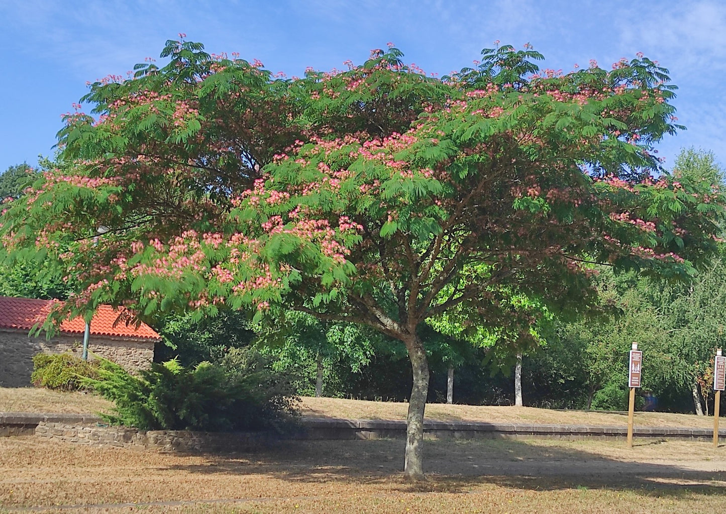 Albizia julibrissin - Albizia
