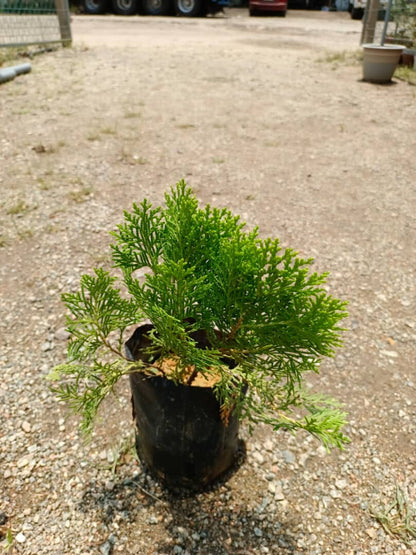 Thuya - Thuja Orientalis