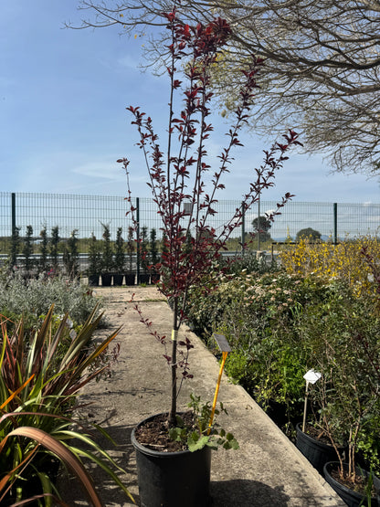 Cerezo De Jardin - Prunus Pisardi
