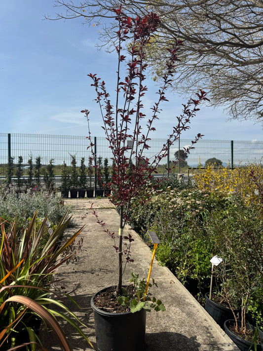 Cerezo De Jardin - Prunus Pisardi