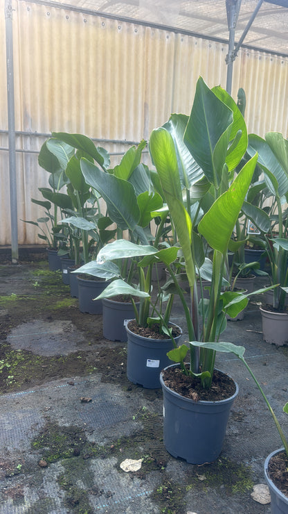 Ave Del Paraiso - Strelitzia Augusta