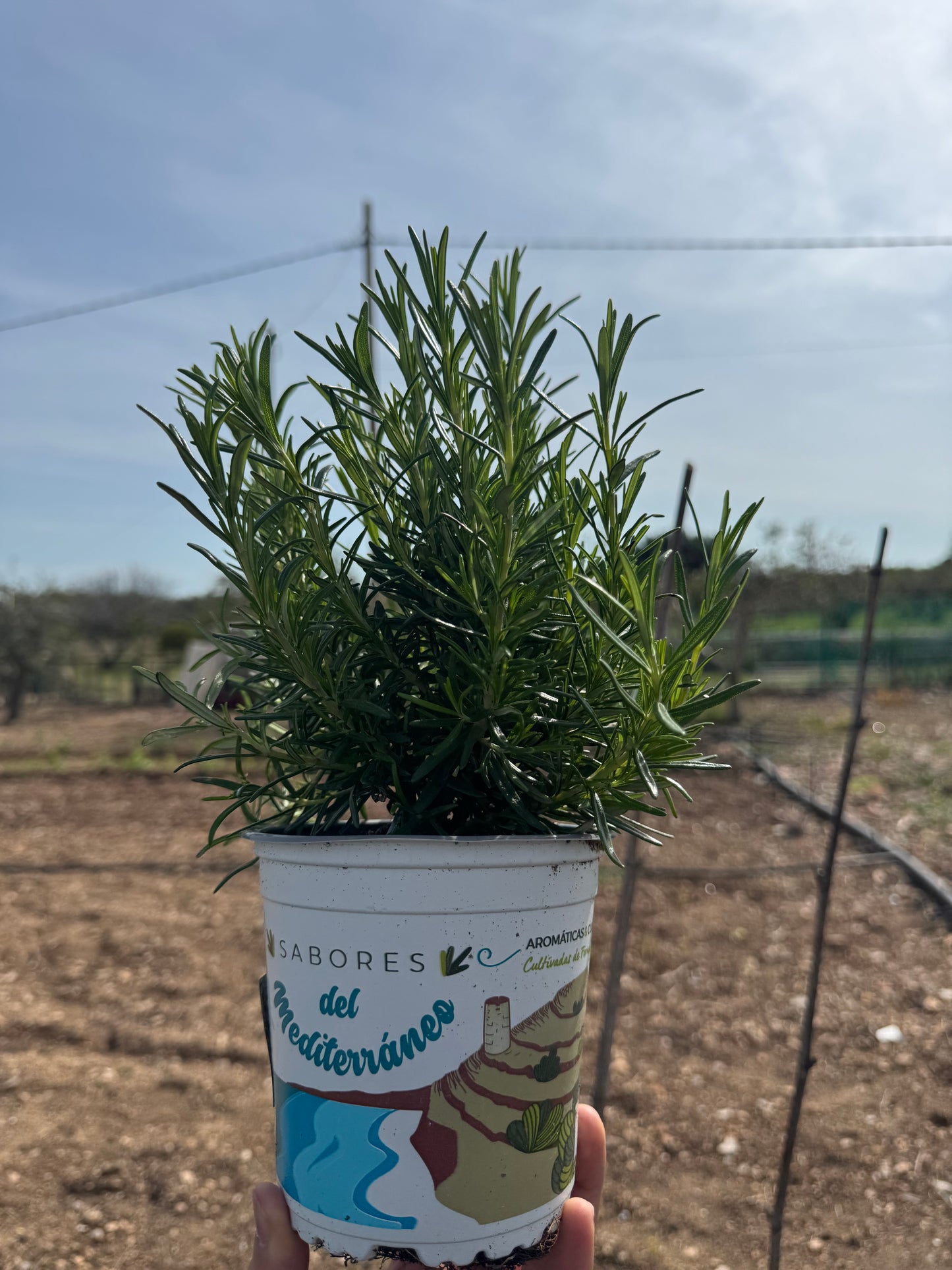 Romero - Rosmarinus Officinalis