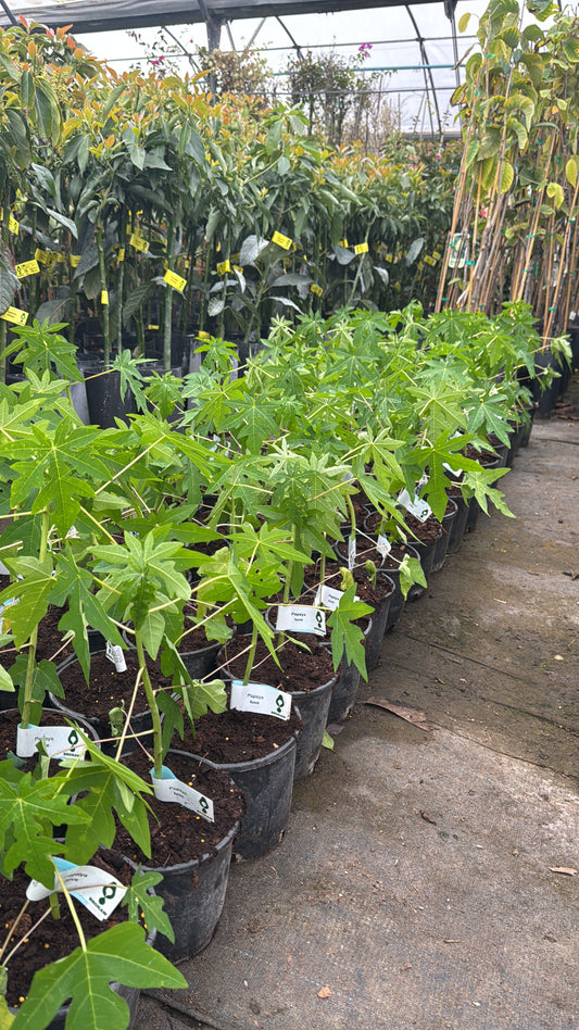 Papaya - Carica papaya