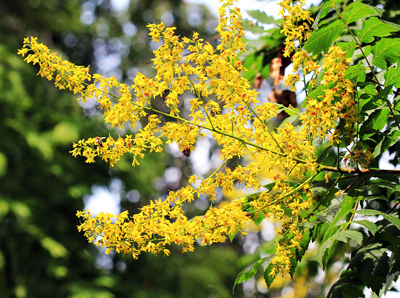 Jabonera de la China - Koelreuteria Paniculata