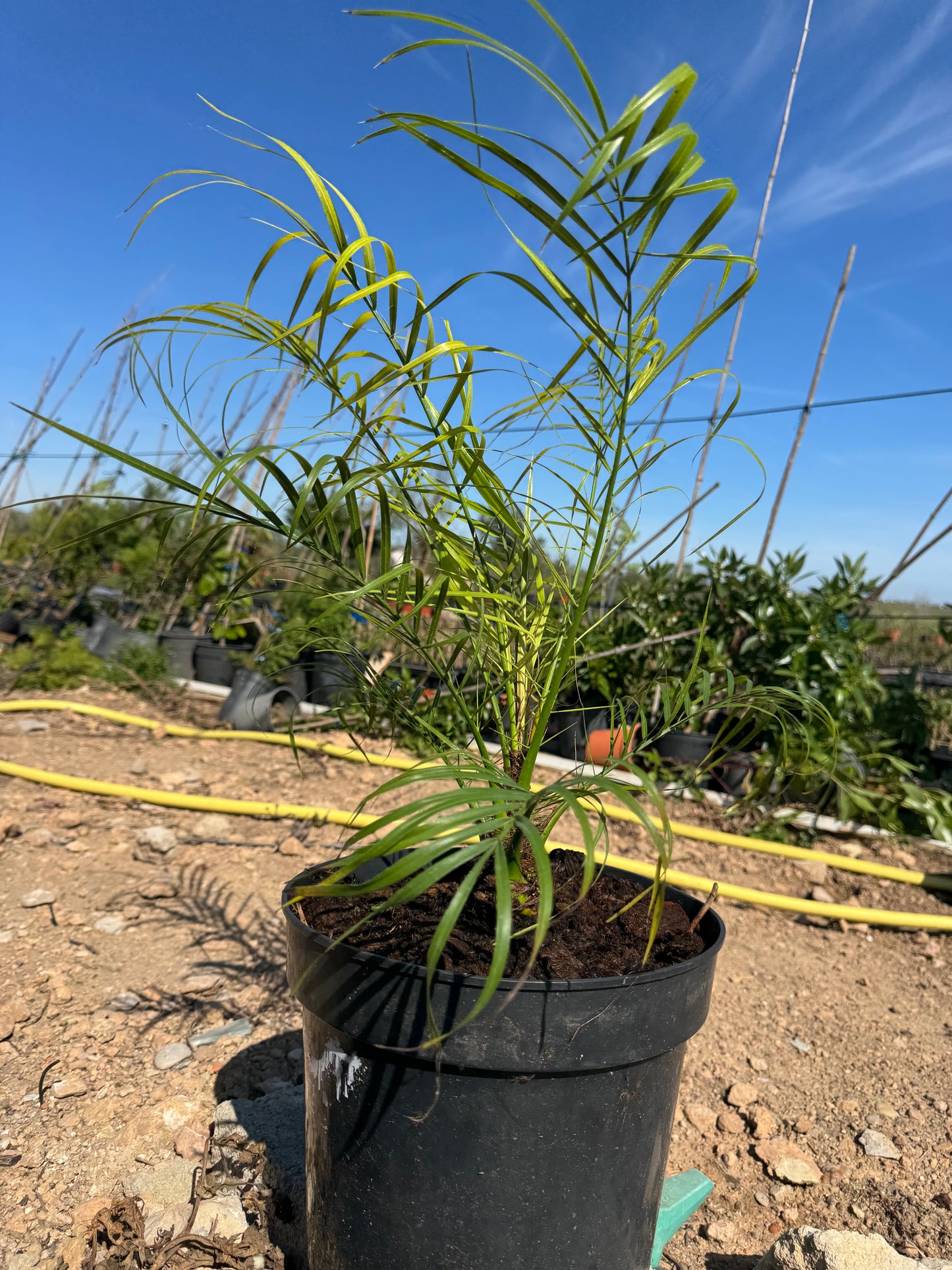 Palmera Enana - Phoenix Roebelenii