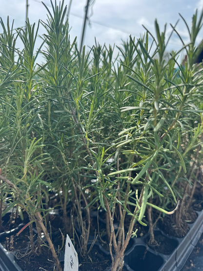 Romero - Rosmarinus Officinalis
