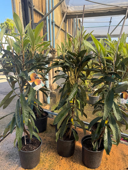 Níspero - Eriobotrya Japonica (90/150CM)