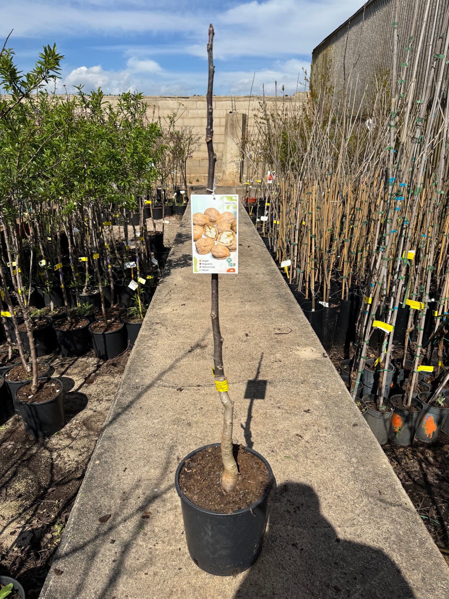 Nogal - Juglans Regia